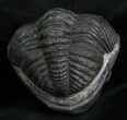 Large Enrolled Drotops Trilobite - Around #7134-1